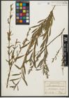 Foto von Salix purpurea L.